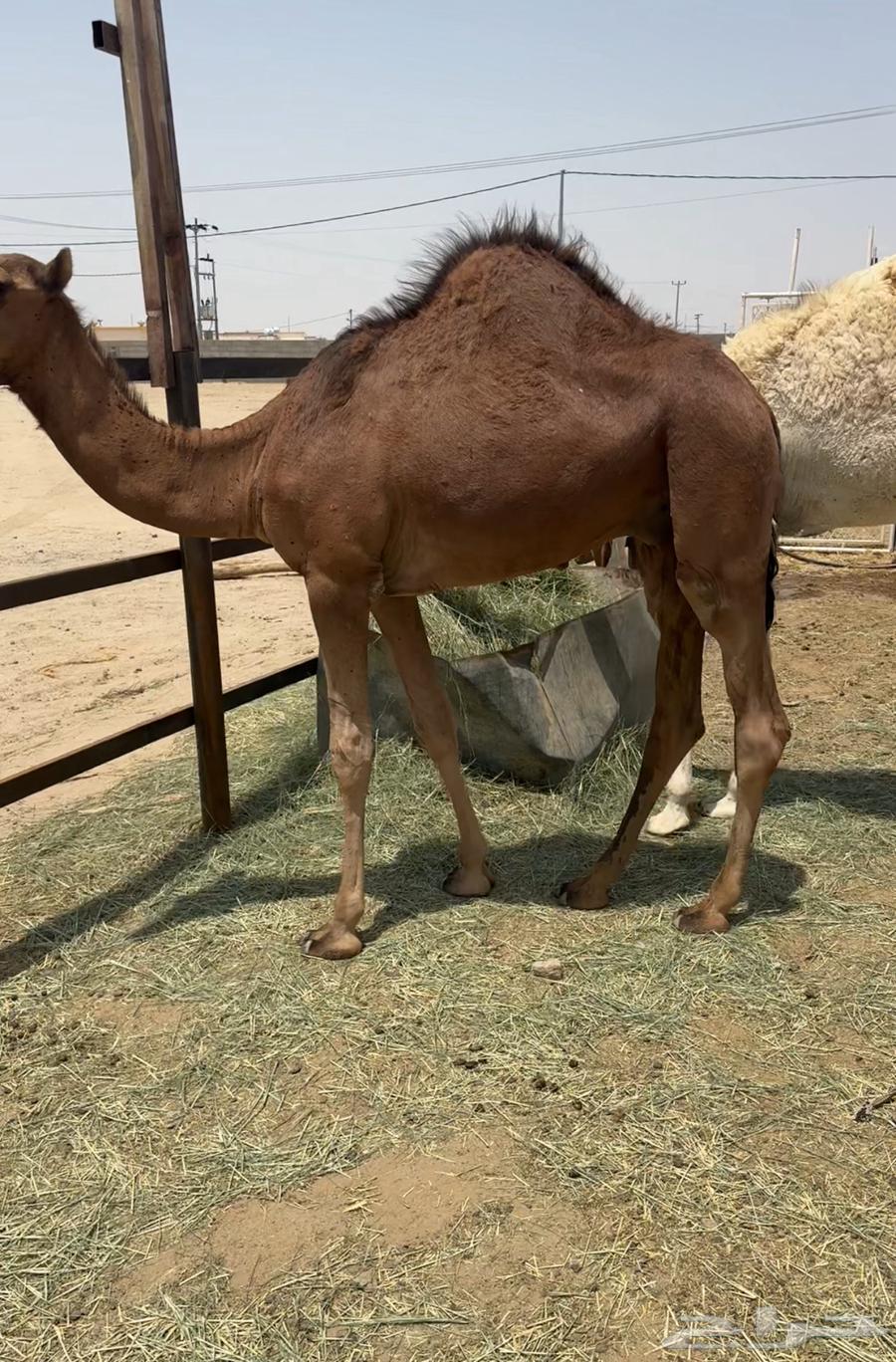 10قعدان كفو في بيشه64381562165761111