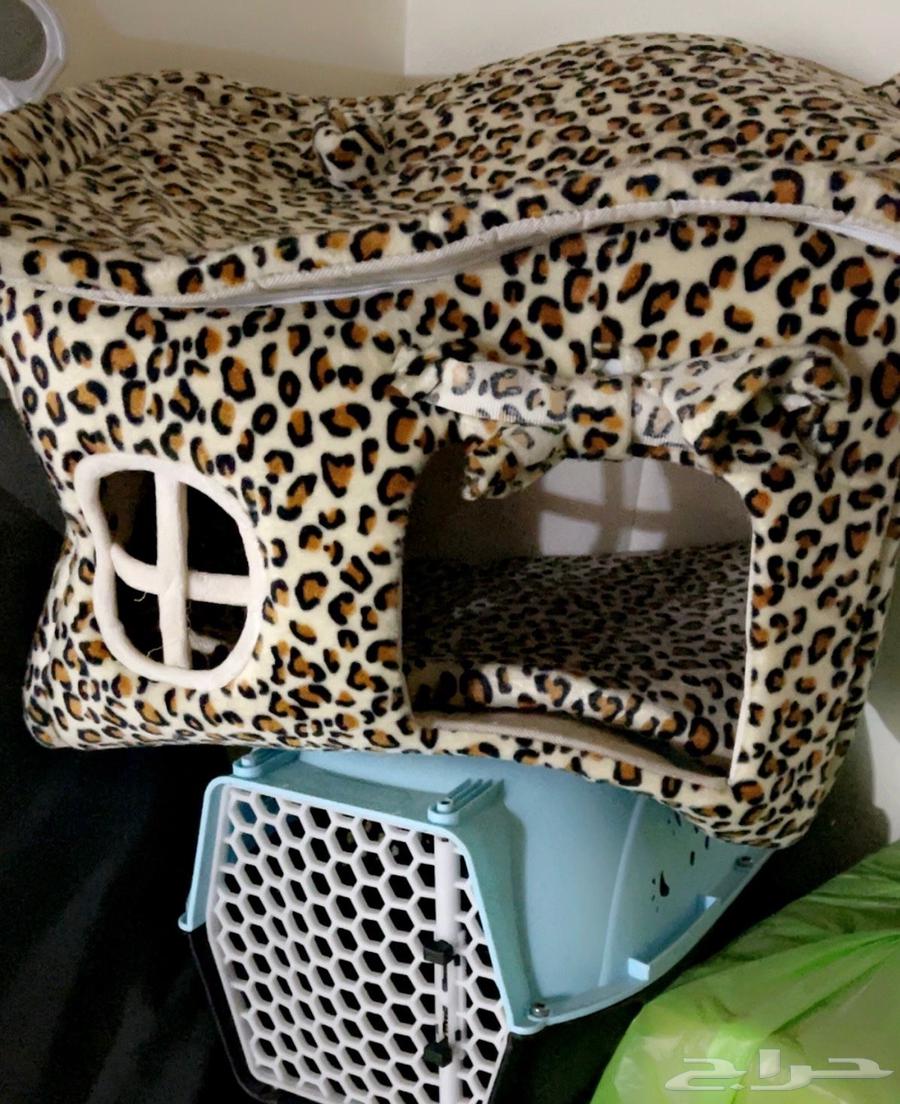 Scottish Fold Tiger64382955849985114