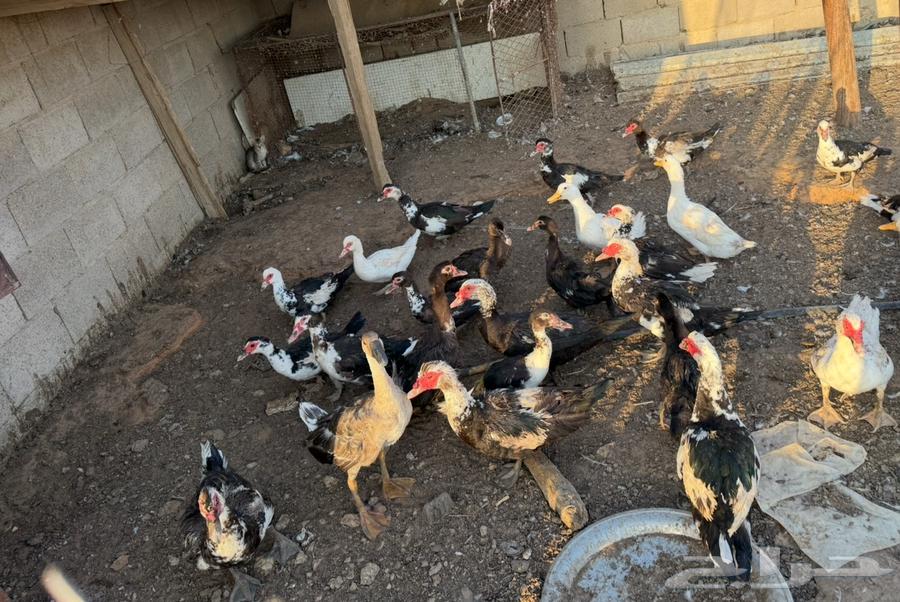 بط شهرمان صحة 100 10064389141829506110