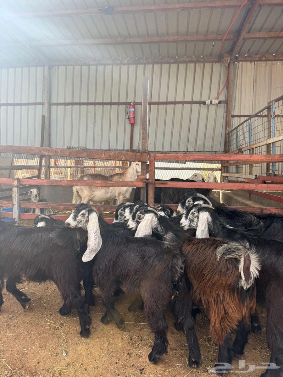 Class A Class Support Beams64392210175107113