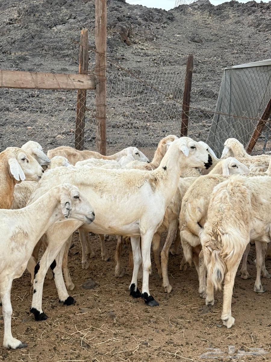 20 ضان حريات طيبه بالحيل وصغار اسنان64388357544195114