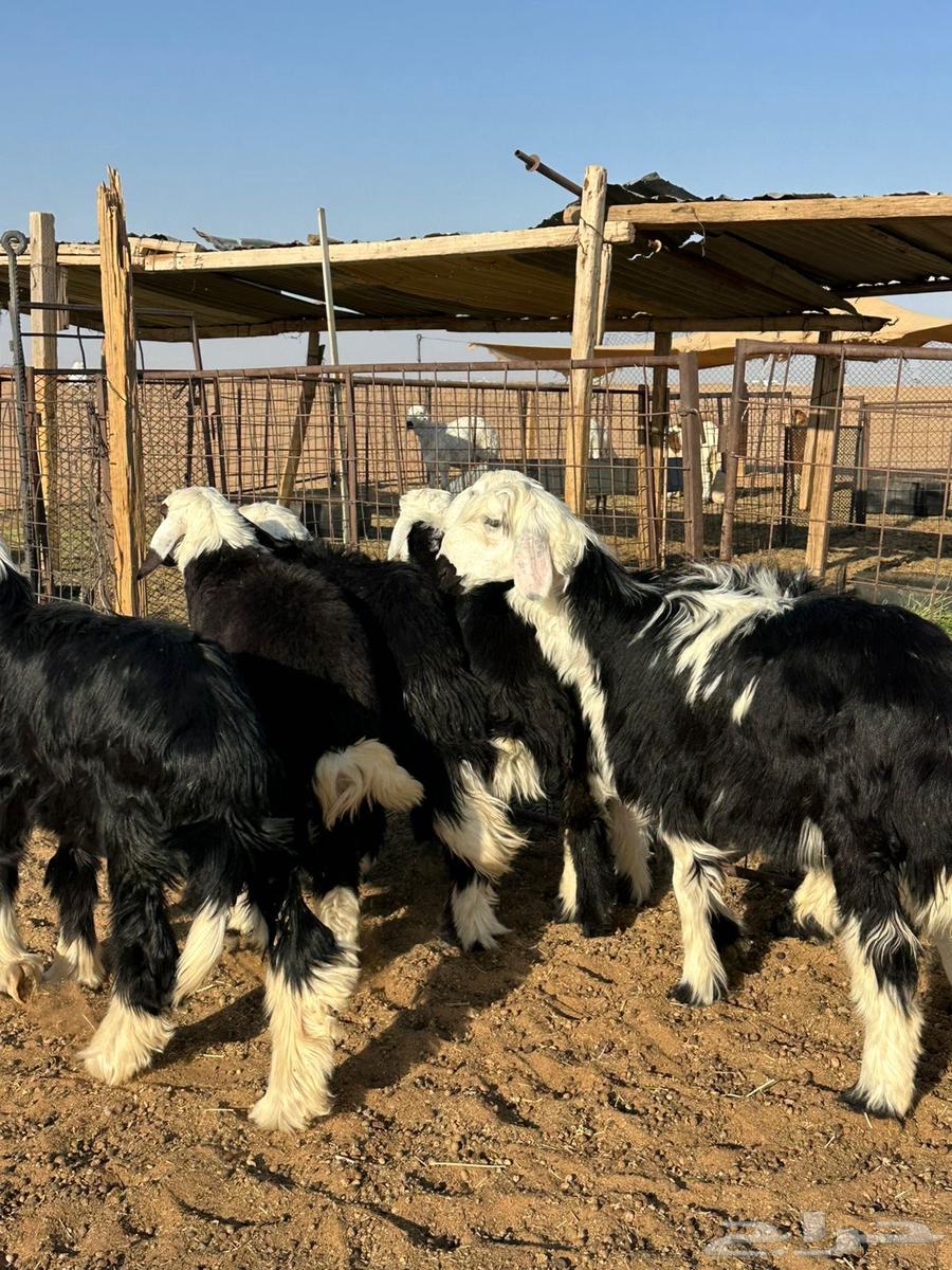 للبيع رخال نجد طيبه64383414407810113