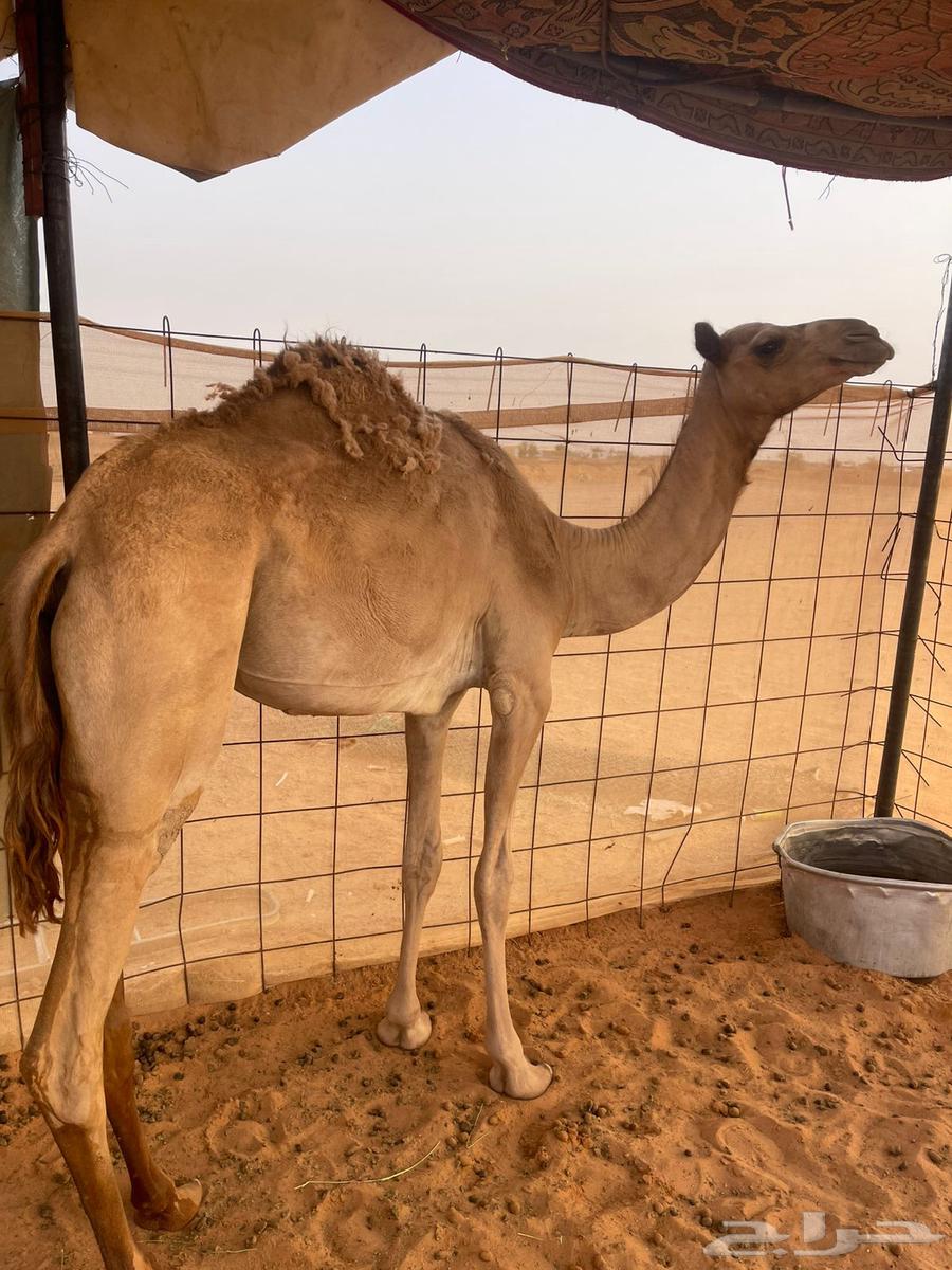 بكره حقه64389168771843113