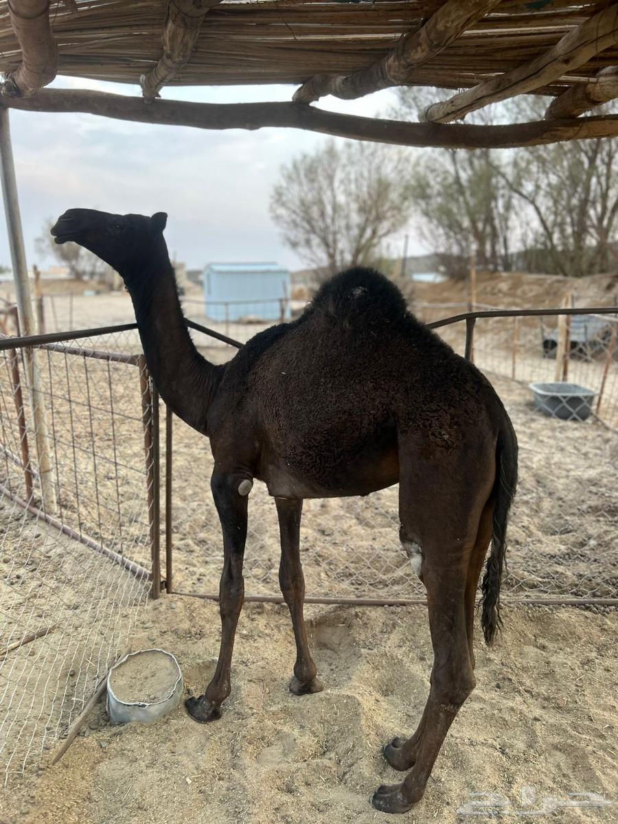 بكره للبيع64387912418818111