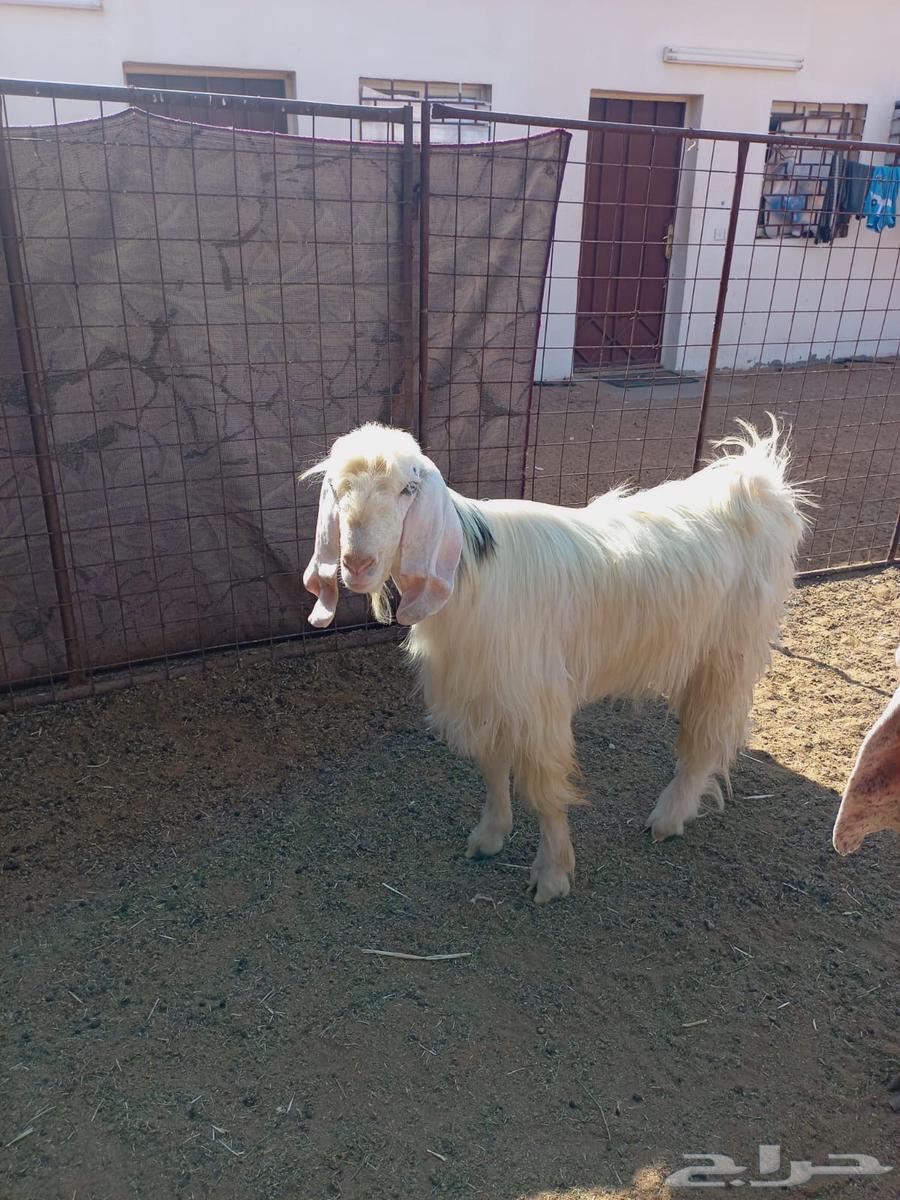 تيس فحل للبيع64381095541377110