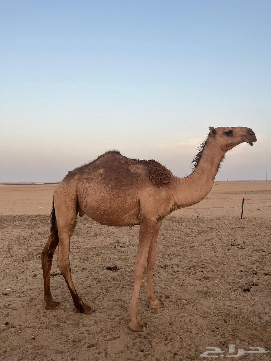 قعود كفووو64383441957507111