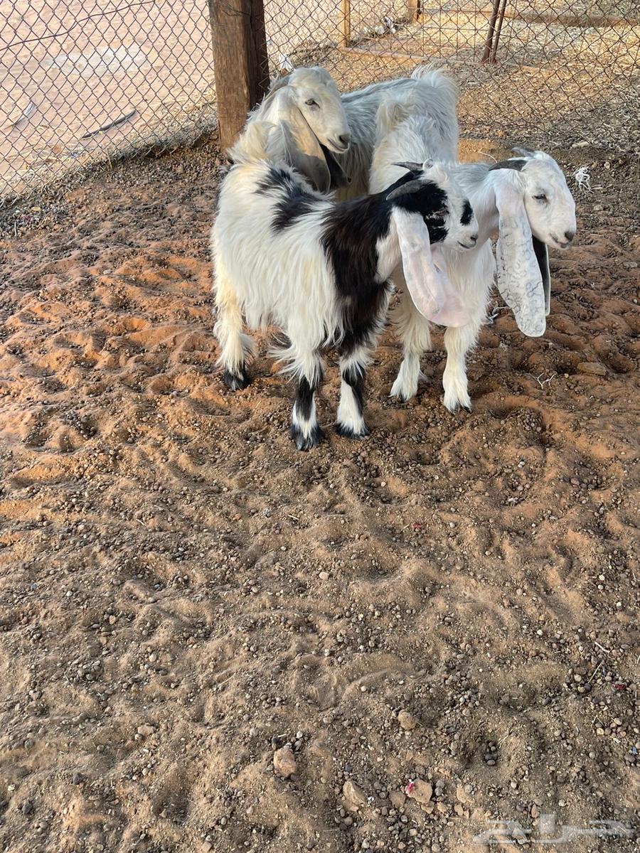 للبيع 3 تيوس و 2 عناق64380340300290112