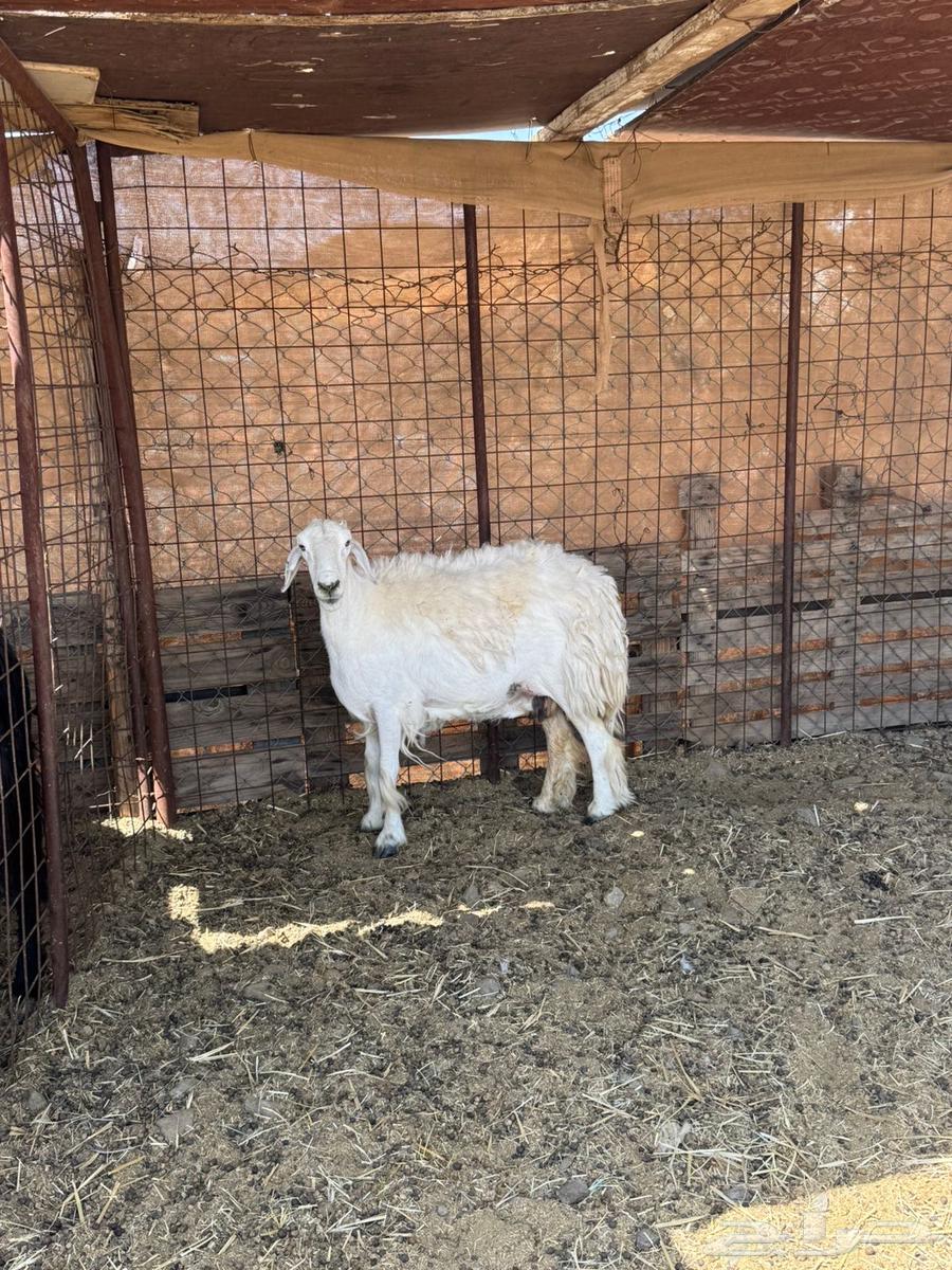 نعجه للبيع64382265787393112