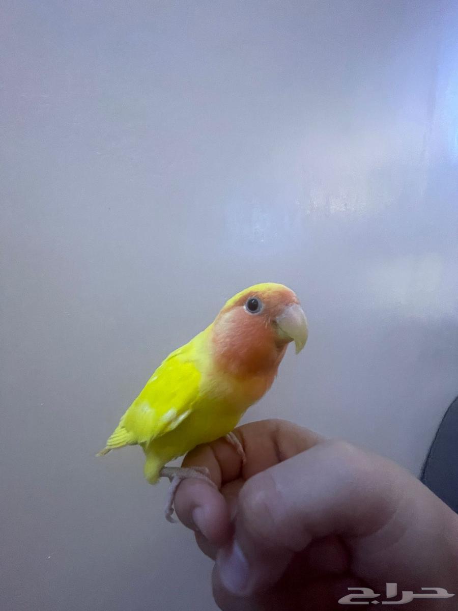 طير روز لاتينو اليف وهدد64378120500354112