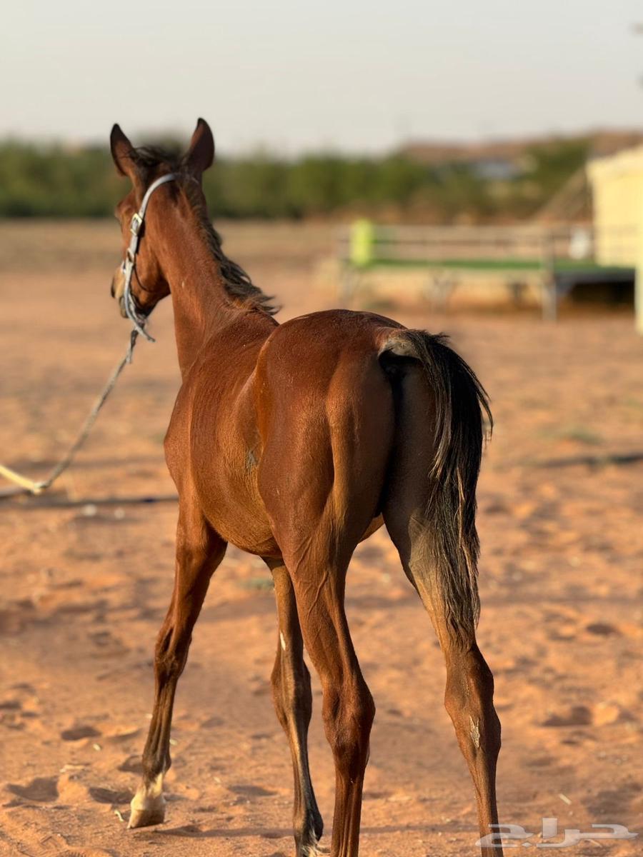 مهر عربي واهو للبيع64381507880066114