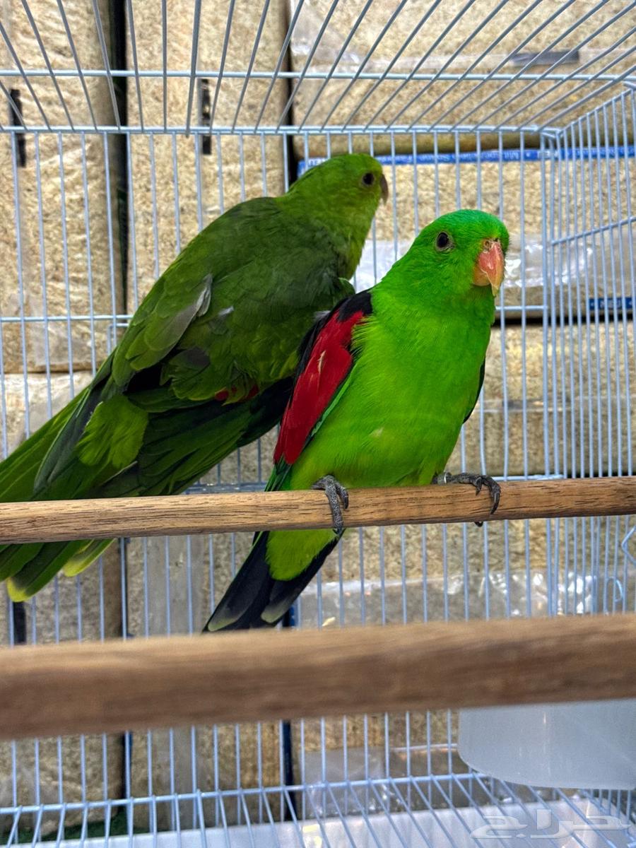 نوادر النوادر زوج رد وينقز باروت red wings جااهز64384106139651111