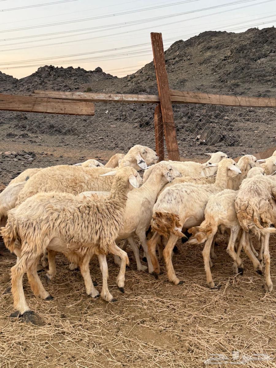 20 ضان حريات طيبه بالحيل وصغار اسنان64388357544195110