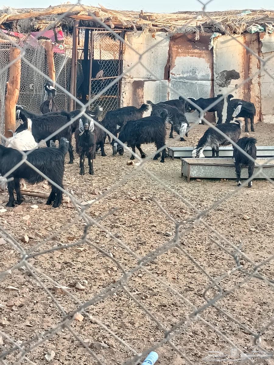 تيوس للبيع64391618400514110