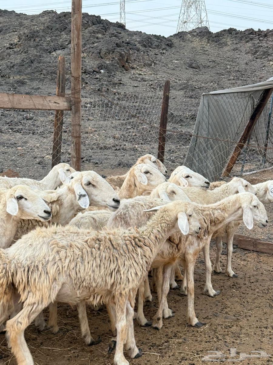 20 ضان حريات طيبه بالحيل وصغار اسنان64388357544195112