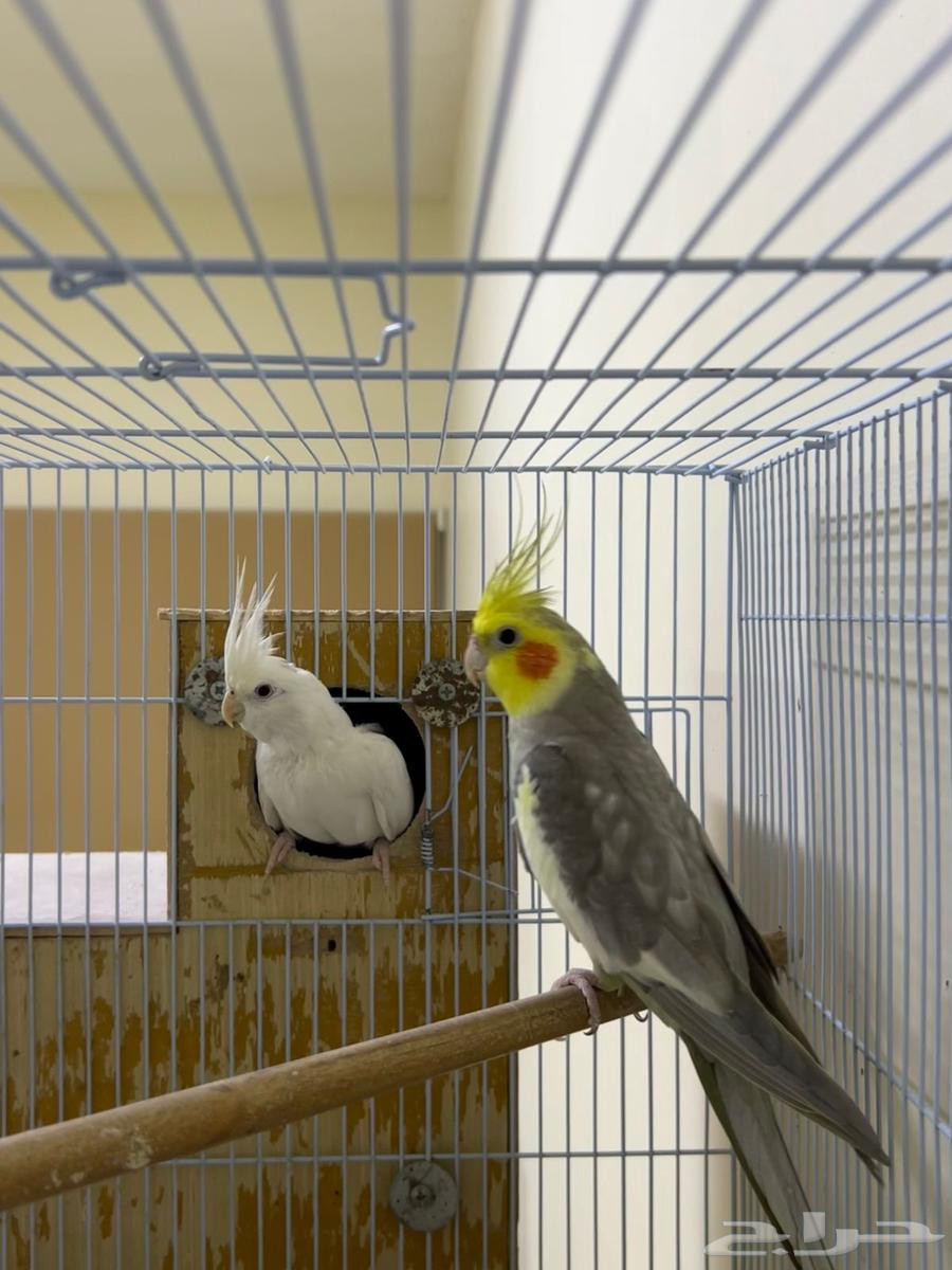 للبيع زوج كروان سينمون والبينو عيون حمر منتج64391797621505114