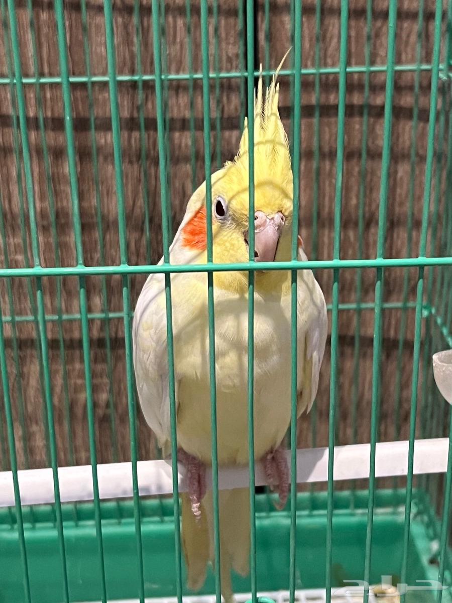 طير كوكتيل للبيع64388454512771114