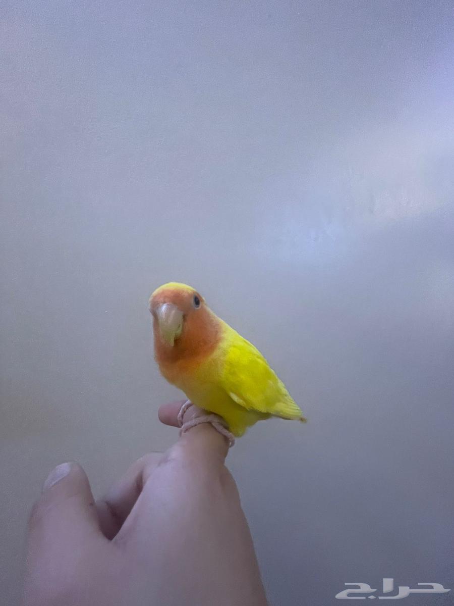 طير روز لاتينو اليف وهدد64378120500354110