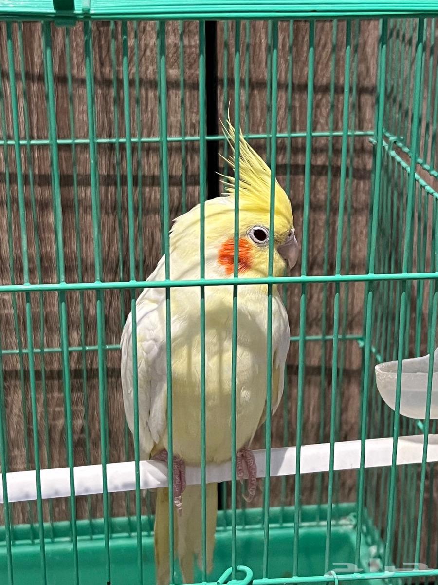 طير كوكتيل للبيع64388454512771113