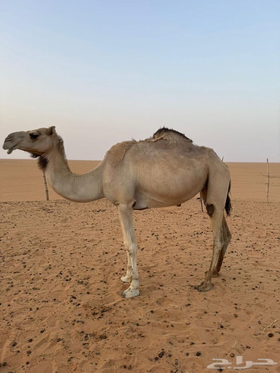 رحول للبيع64388729650690110