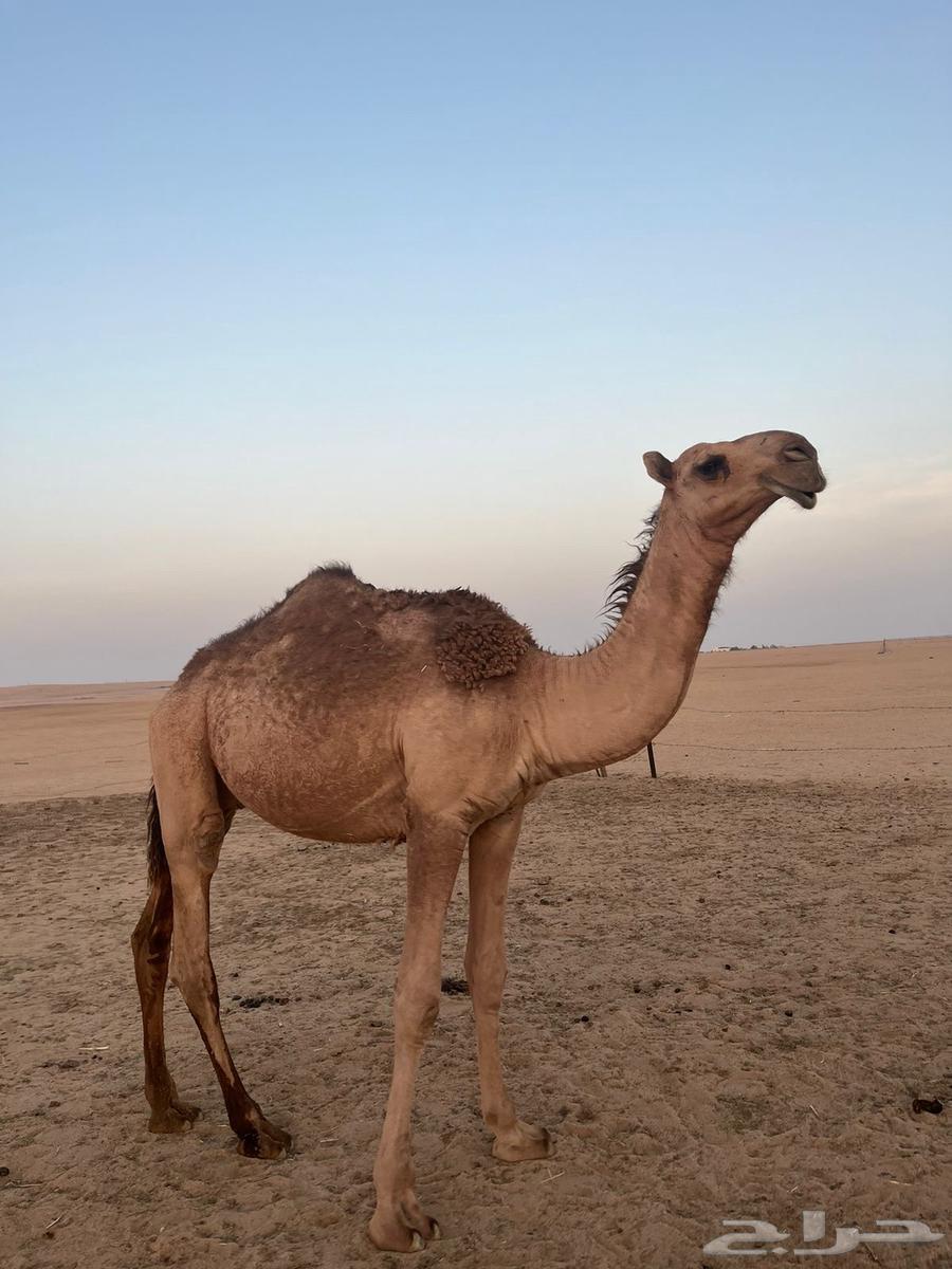 قعود كفووو64383441957507112