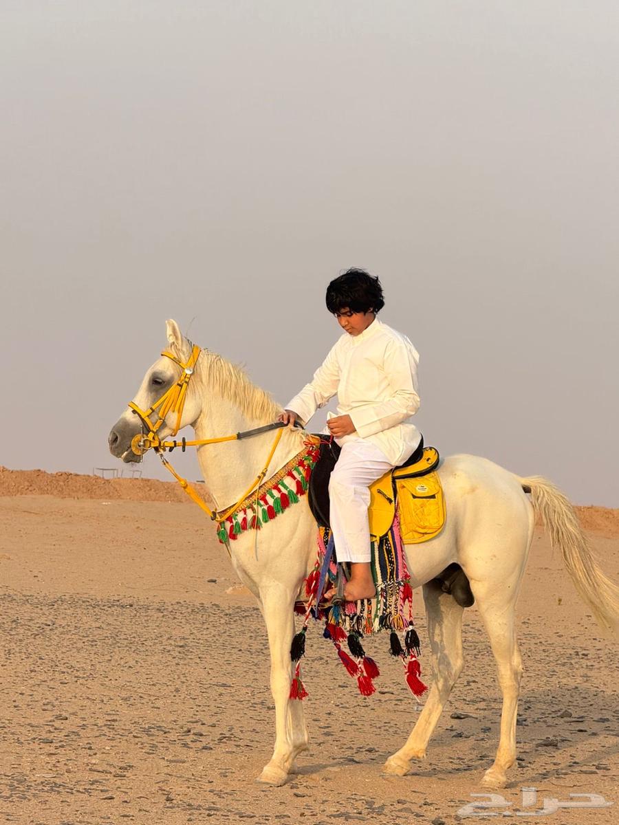 حصان كفو للبيع64382155680898110