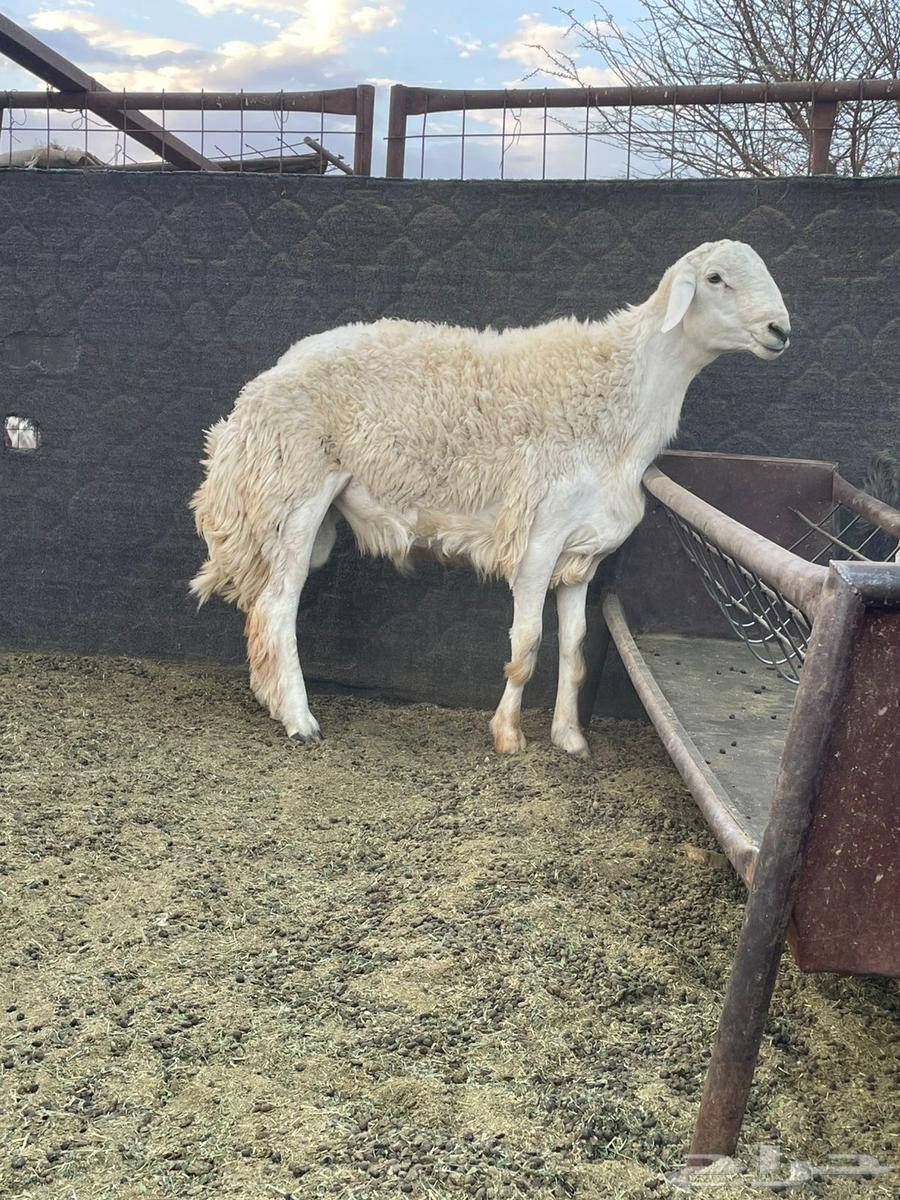 طلي ( حري )64389585021186110