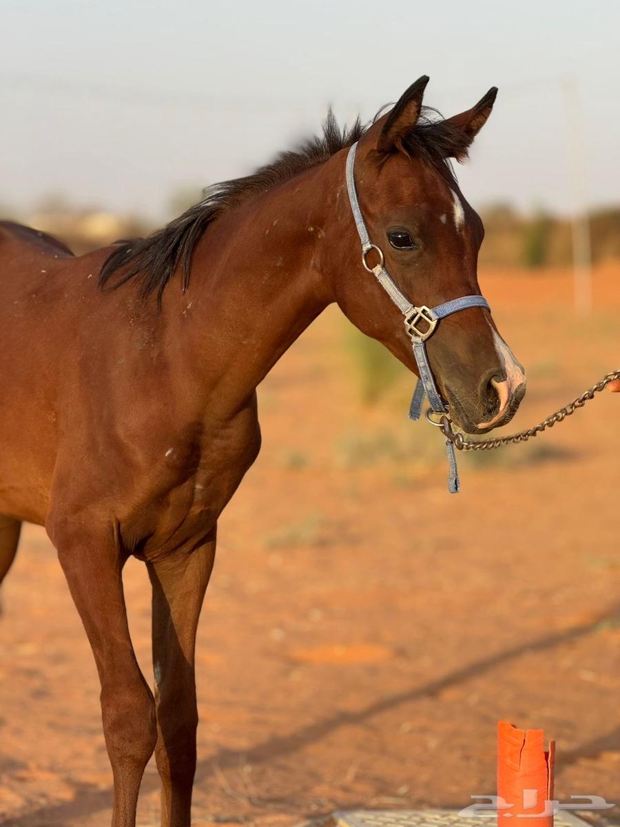 مهر عربي واهو للبيع64381507880066113