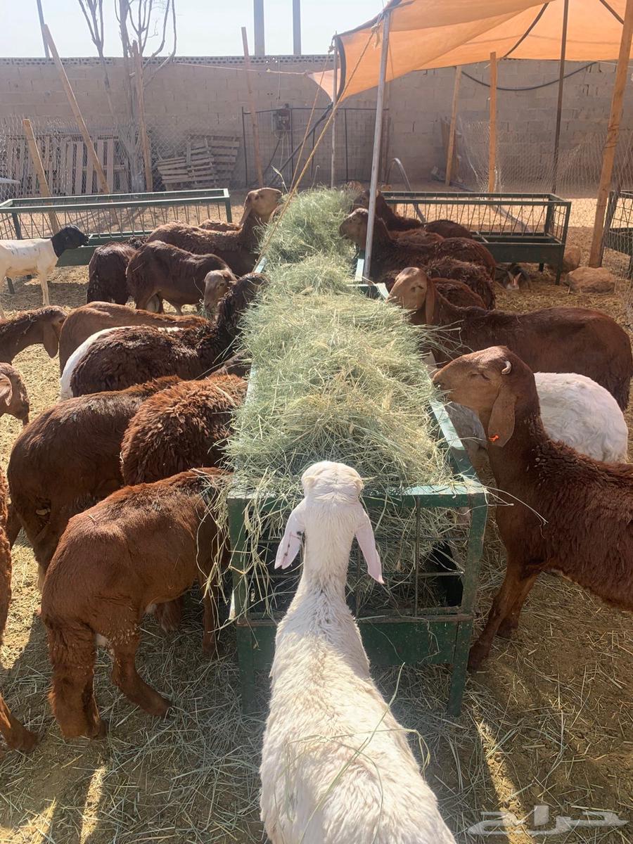 Sheep and livestock for weddings and occasions, good weights63790000164355114