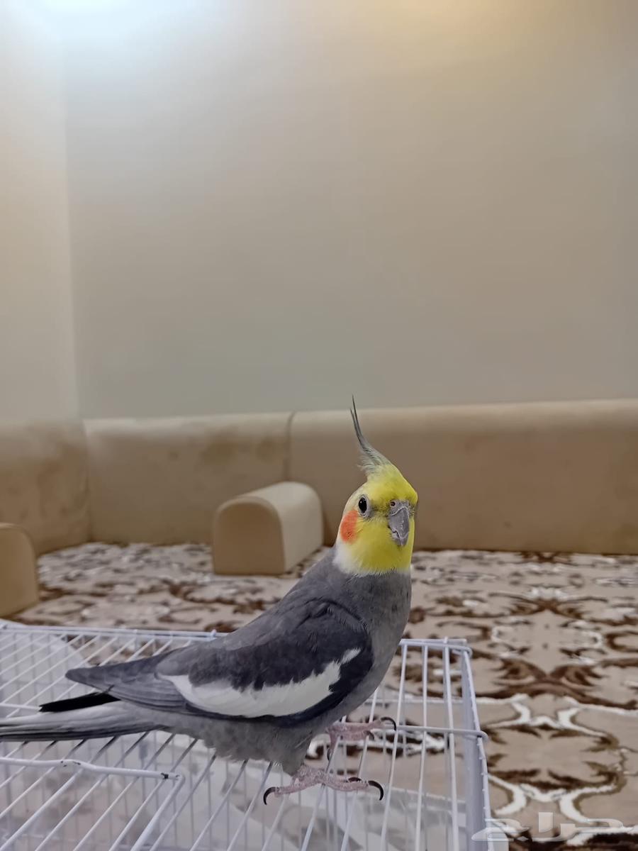 كروان للبيع اليف64387285887106110