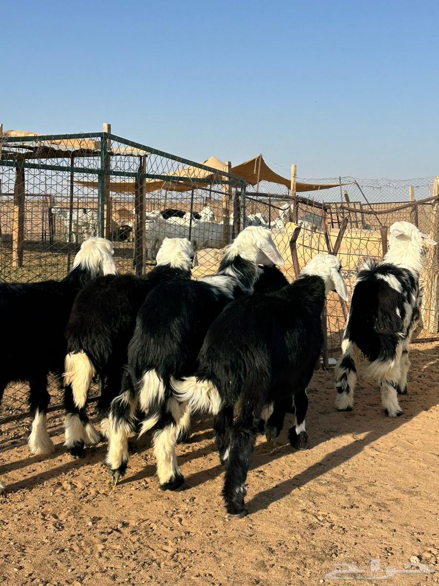 للبيع رخال نجد طيبه64383414407810114