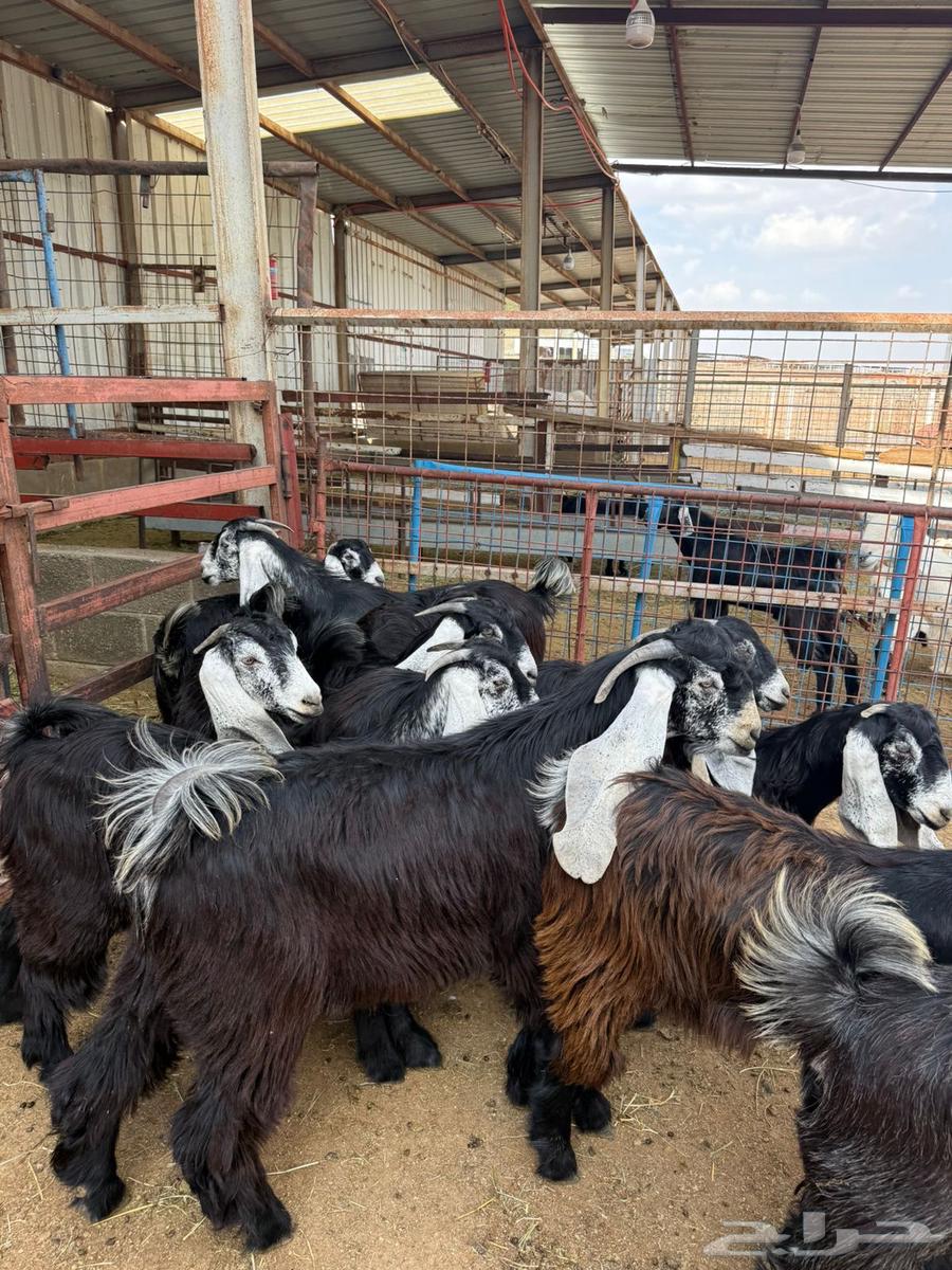 Class A Class Support Beams64392210175107110