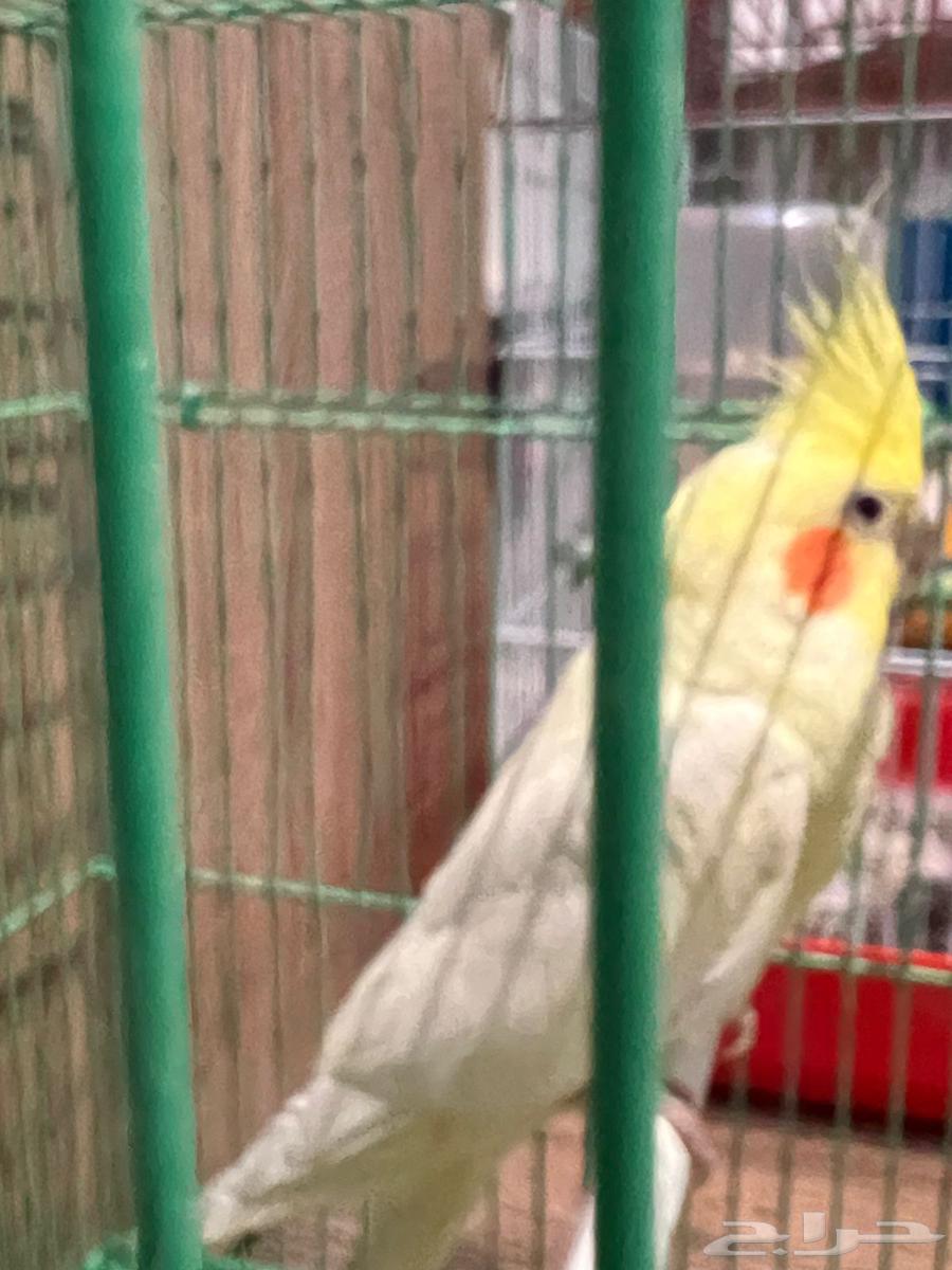 طير كوكتيل للبيع64388454512771111