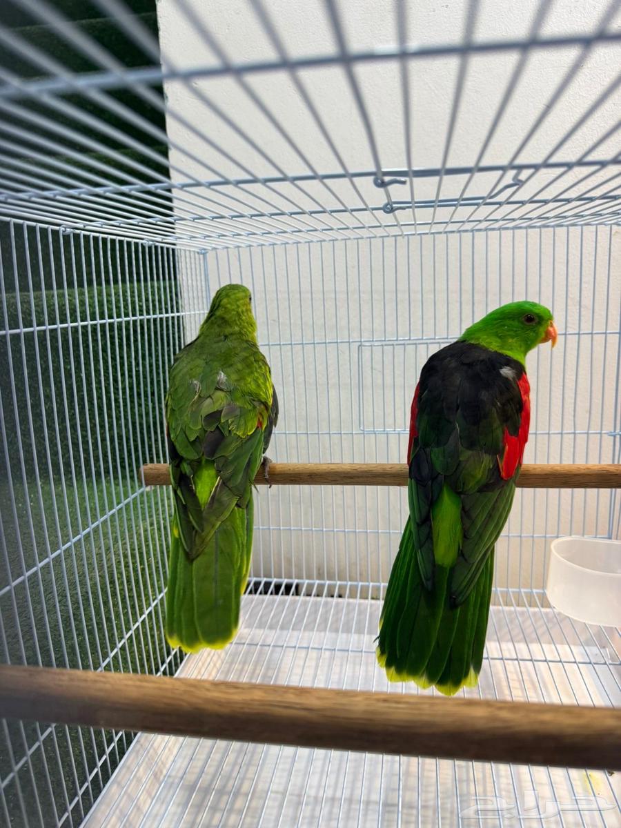 نوادر النوادر زوج رد وينقز باروت red wings جااهز64384106139651112