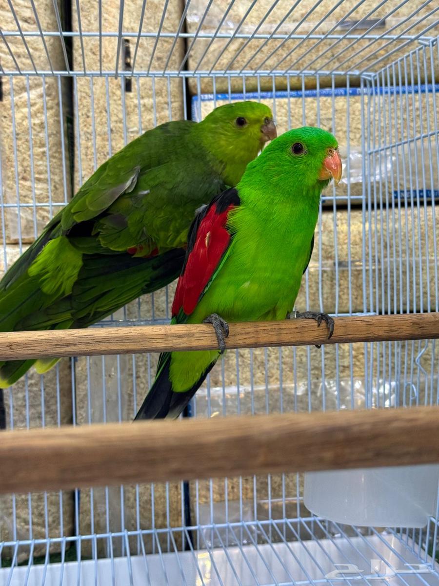 نوادر النوادر زوج رد وينقز باروت red wings جااهز64384106139651110