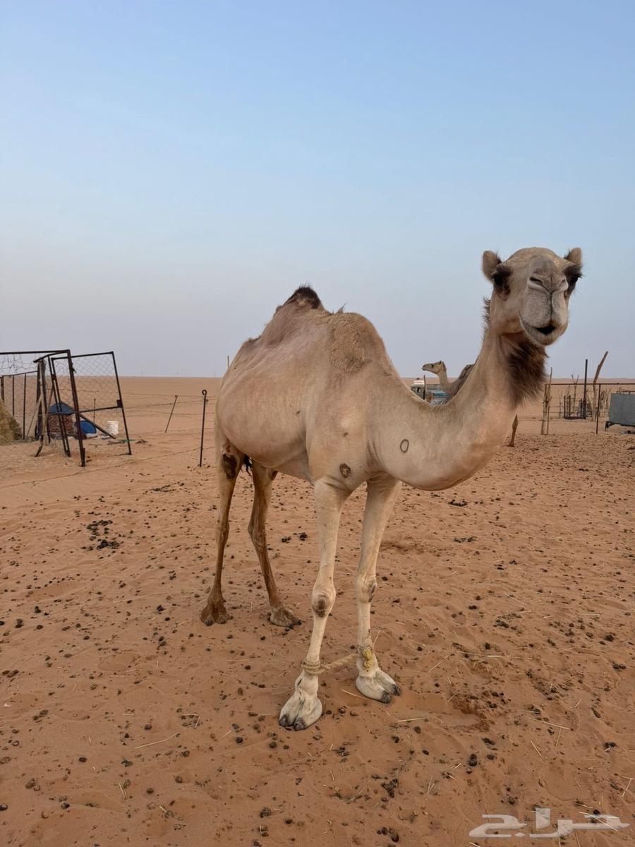 رحول للبيع64388729650690112