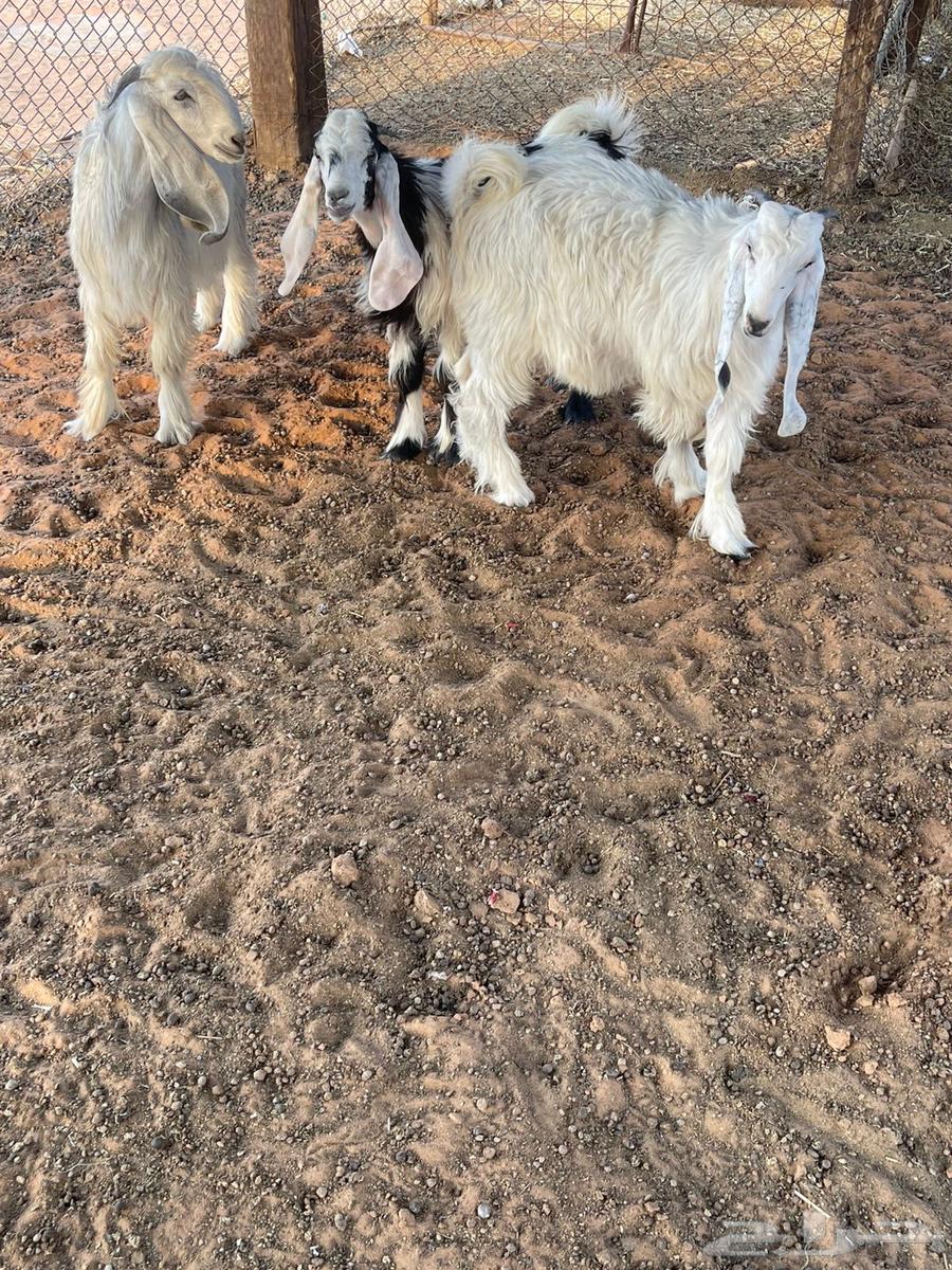 للبيع 3 تيوس و 2 عناق64380340300290111