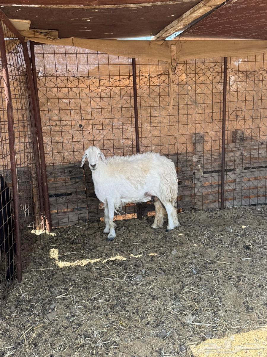 نعجه للبيع64382265787393110