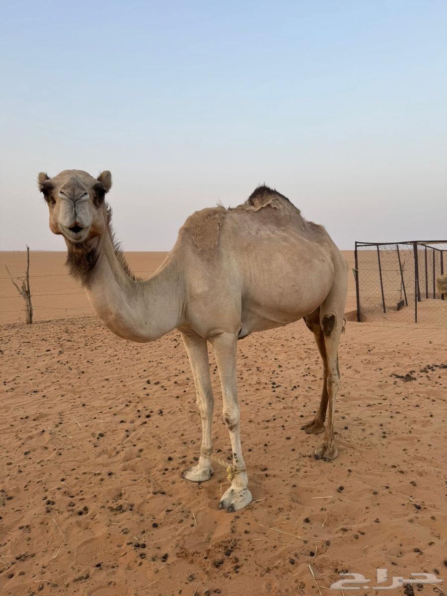 رحول للبيع64388729650690111