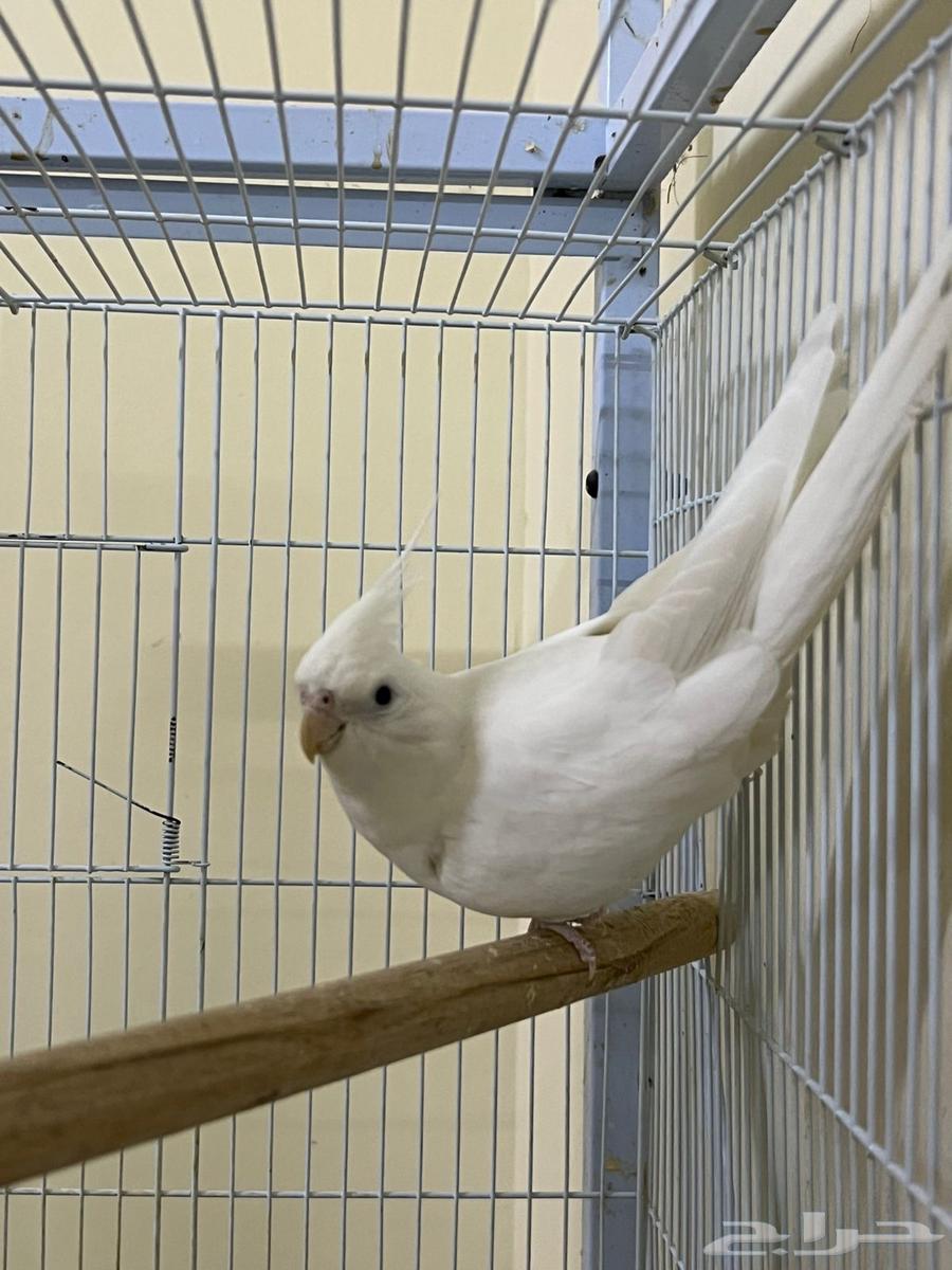 للبيع زوج كروان سينمون والبينو عيون حمر منتج64391797621505111