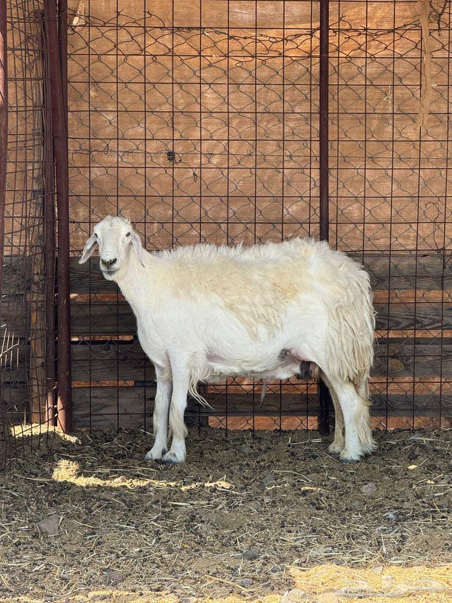 نعجه للبيع64382265787393111