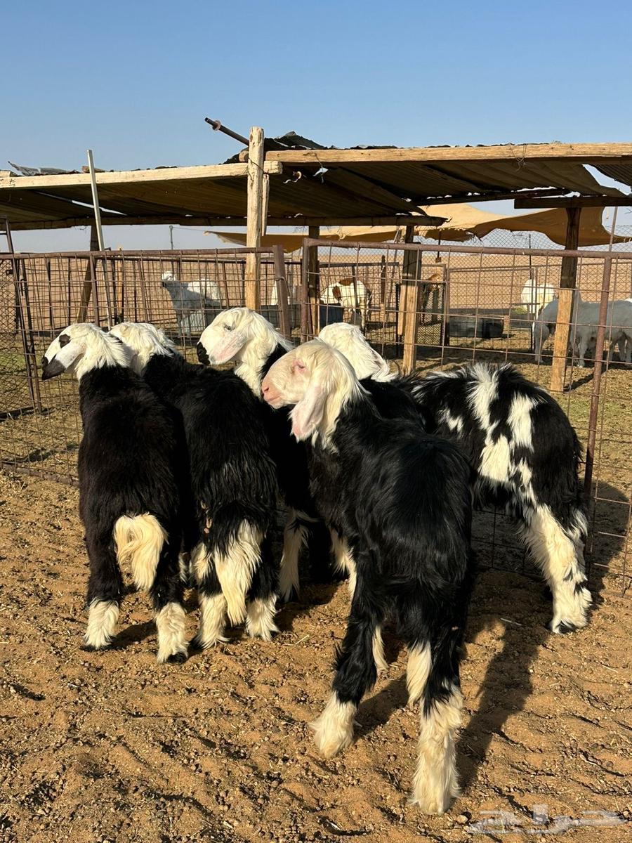 للبيع رخال نجد طيبه64383414407810112