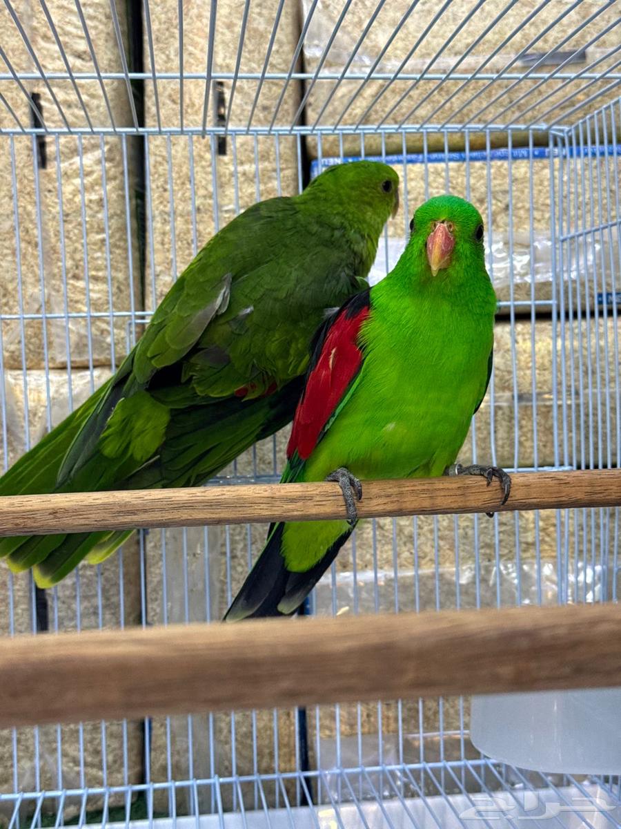 نوادر النوادر زوج رد وينقز باروت red wings جااهز64384106139651114