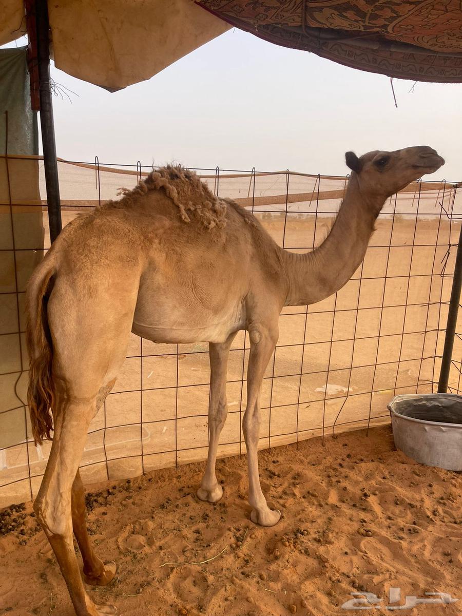 بكره حقه64389168771843110