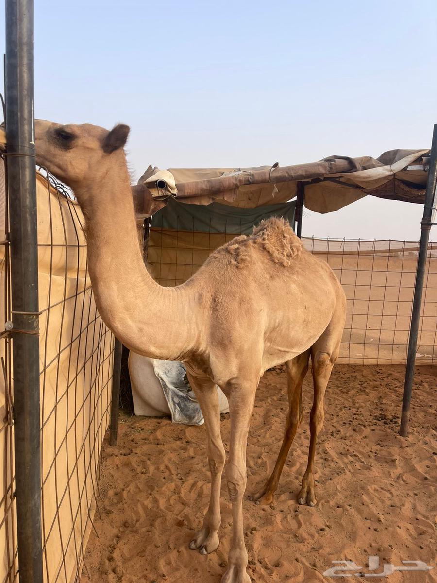 بكره حقه64389168771843114