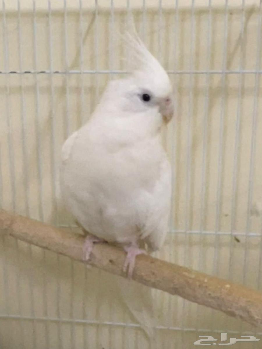 للبيع زوج كروان سينمون والبينو عيون حمر منتج64391797621505112