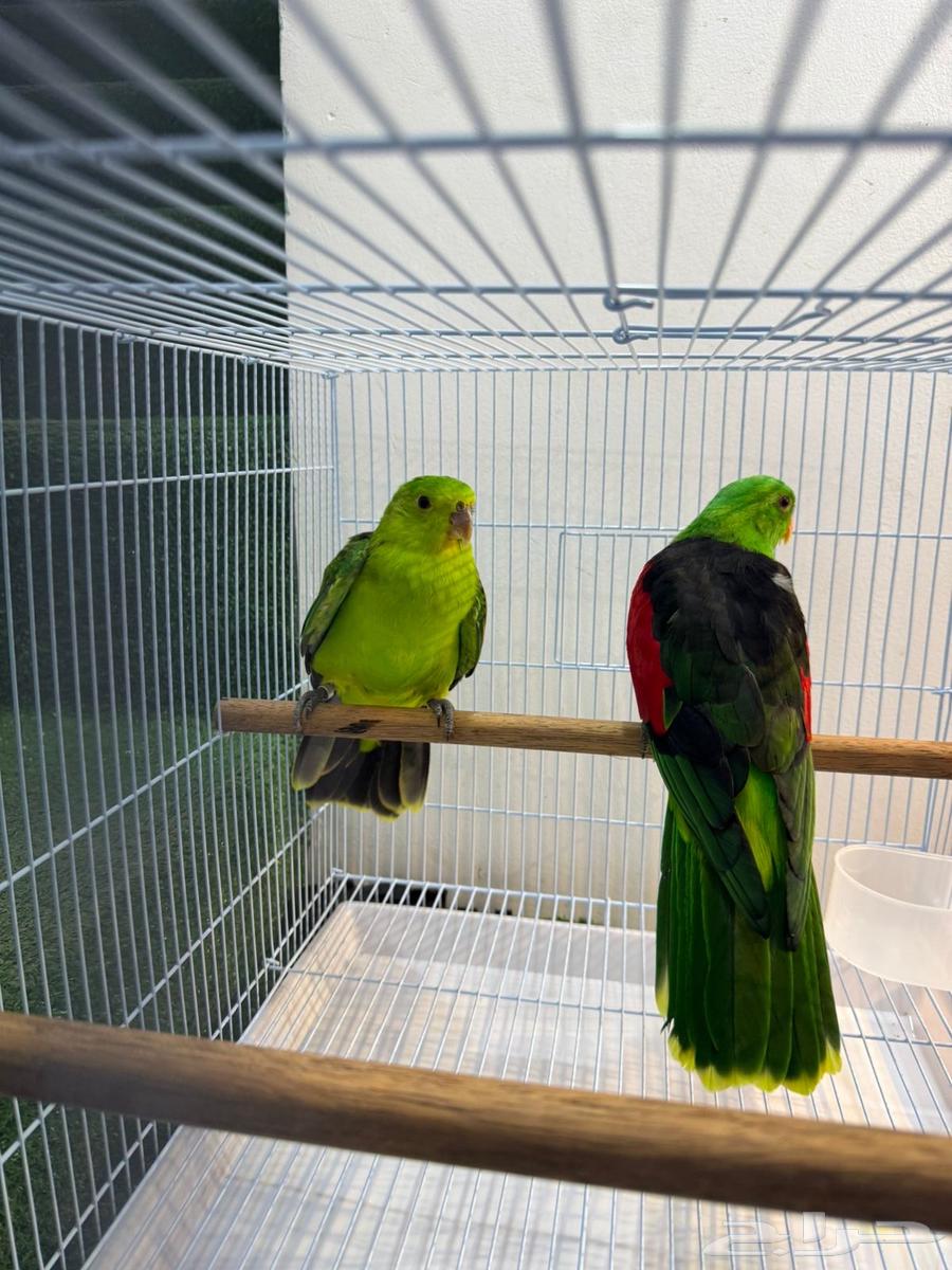 نوادر النوادر زوج رد وينقز باروت red wings جااهز64384106139651113