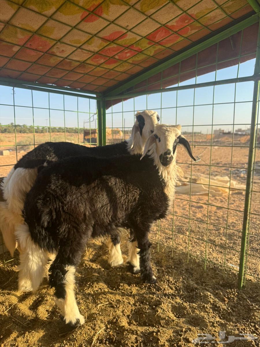 خروف ورخل للبيع64384758836354111