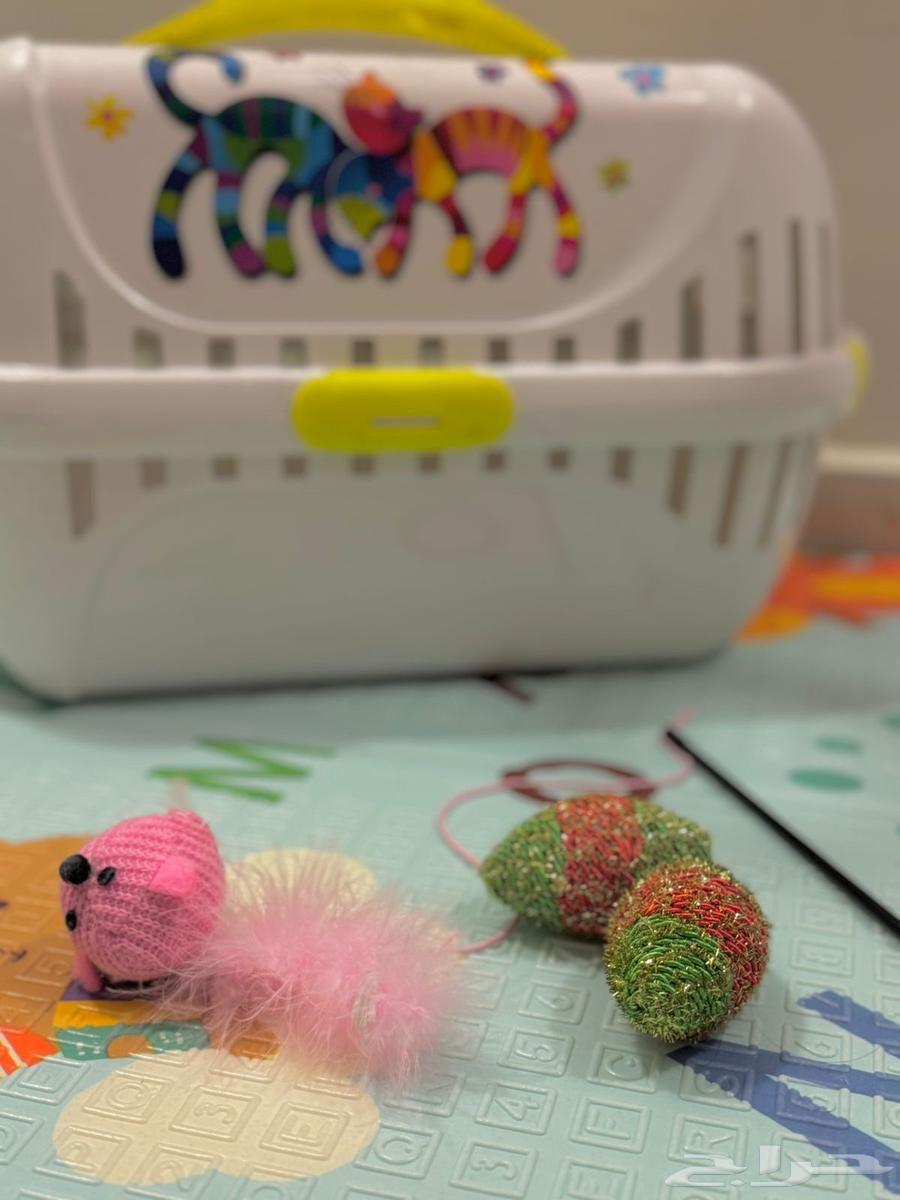 للبيع قطه سكوتش أصلي انثى64391078723843114