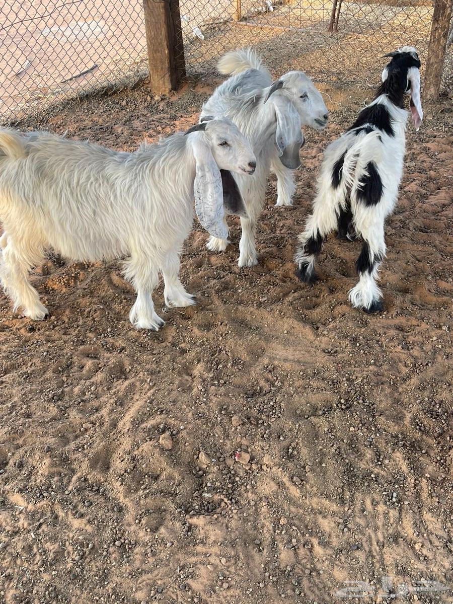 للبيع 3 تيوس و 2 عناق64380340300290110