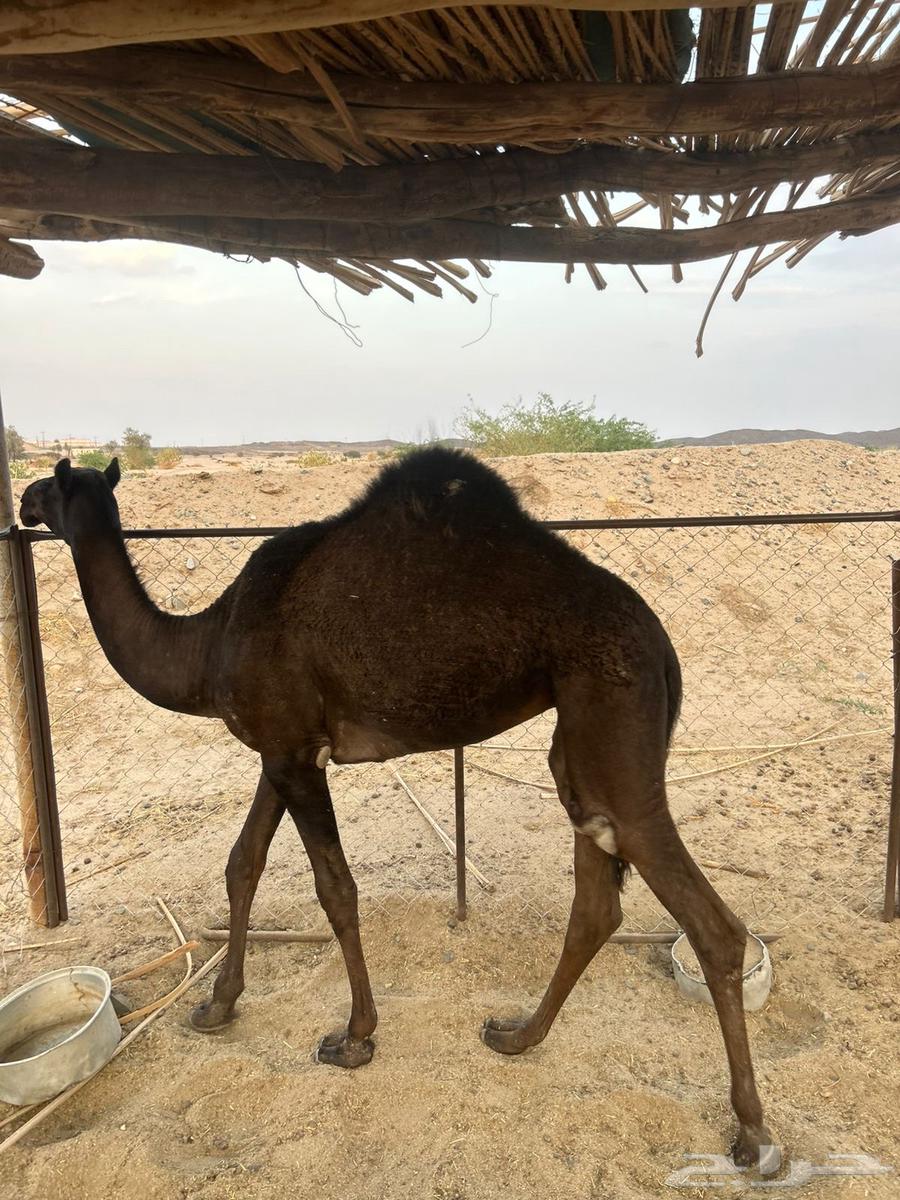 بكره للبيع64387912418818112